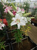 [4240 Siberia EVR(POF) No01.JPG]